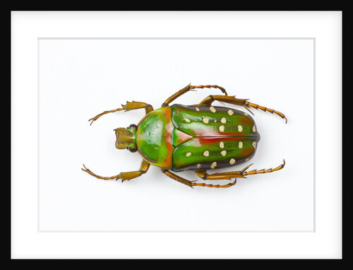 Flower beetle Stephanorrhina guttata top view by Anonymous