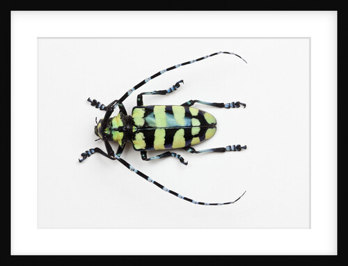 Horned Beetle Male Anoplophora zonatrix macro views by Anonymous