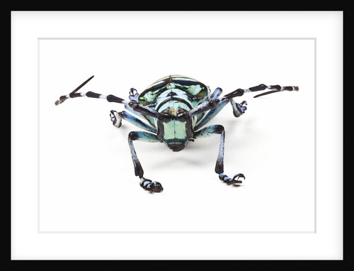 Horned Beetle Male Anoplophora zonatrix macro views by Anonymous