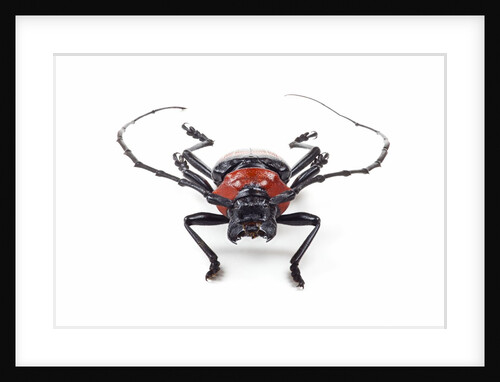 Head on view of Long Horned Beetle Paveia superba by Anonymous