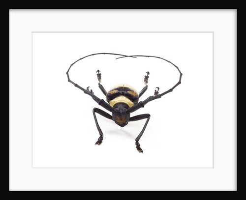 Head on view of Male Long Horn beetle Nemophas-tricolor by Anonymous