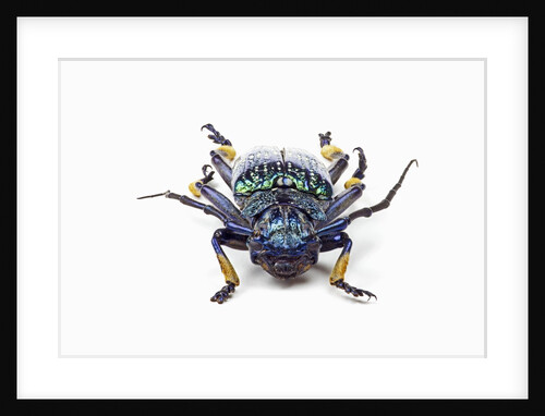 Head on view of long horned beetle Sphingnotus sp. by Anonymous