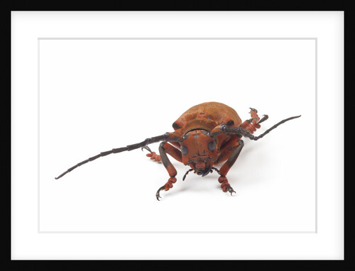 Head on view of long horned beetle Joessi sanguinolenta by Anonymous
