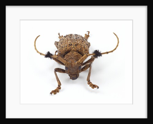 Long Horned Beetle Aristobia horridula by Anonymous