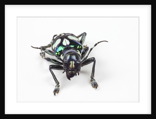 Head on view on long horned beetle Acronia alboplagiata by Anonymous
