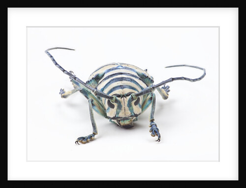 Sternotomis bohemani bohndorffi long horned beetle head on view by Anonymous