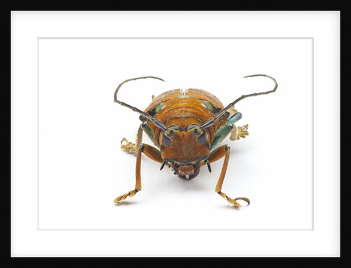 Sternotomis pulchra ornata head on view of this long horned beetle by Anonymous
