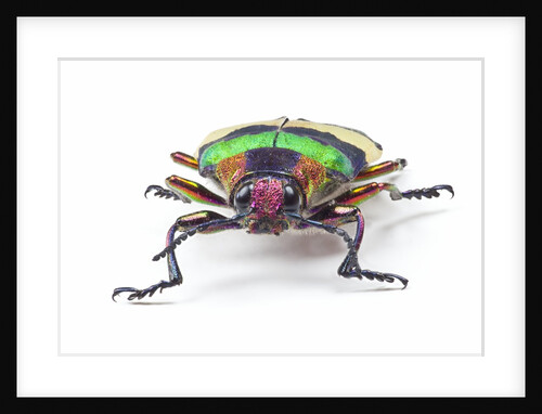 Jewel Beetle from Thailand Chrysochroa corbetti head on view by Anonymous