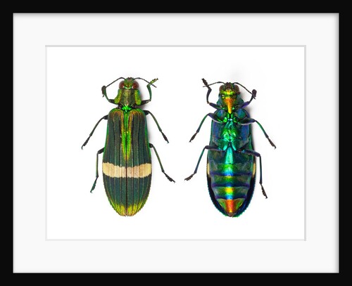Top and Bottom view of Jewel beetle Demochroa gratiosa by Anonymous