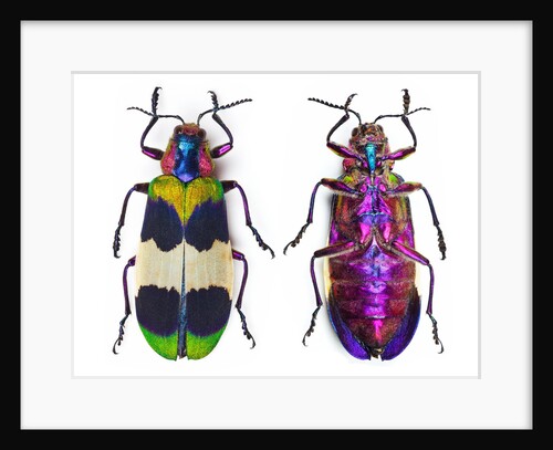 Jewel Beetle from Thailand Chrysochroa corbetti top and bottom view by Anonymous