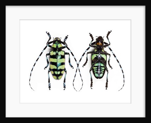 Horned Beetle Male Anoplophora zonatrix macro views by Anonymous