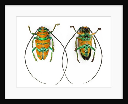 Long horned beetle Sternotomis pulchra ornata top & bottom view by Anonymous