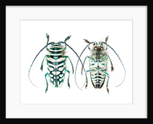 Sternotomis bohemani bohndorffi long horned beetle top and bottom view by Anonymous