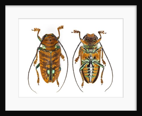 Top and Bottom view on Sternotomis chrysopras long horned beetle by Anonymous