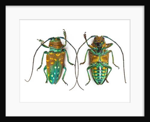 Top & Bottom view of long horned beetle Sternotomis variabilis semirufescens by Anonymous