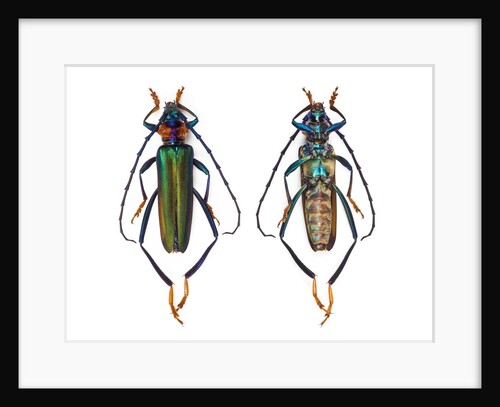 Long horned beetle Anoplophora elegans by Anonymous