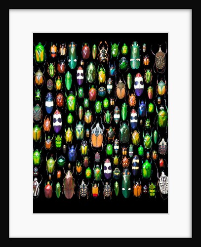 Beetle lay out on black back ground in multi colors and shapes by Anonymous