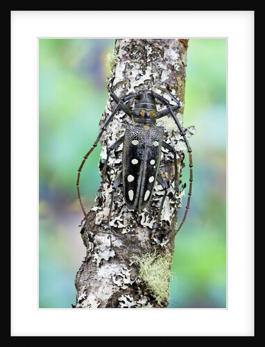 Long horned beetle on lichen branch. Batocera parryi by Anonymous