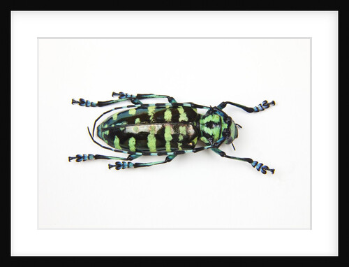 Horned Beetle Male Anoplophora zonatrix macro views by Anonymous