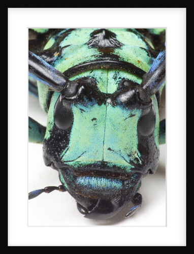 Close-up head on view of Long Horned Beetle by Anonymous