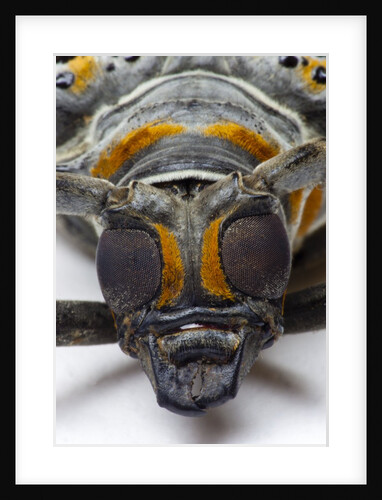 Head on view of Long Horned Beetle by Anonymous