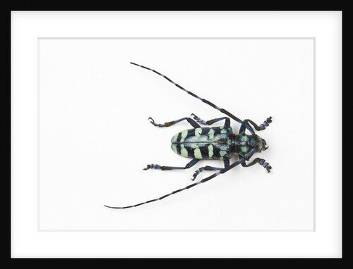 Horned Beetle Male Anoplophora zonatrix macro views by Anonymous