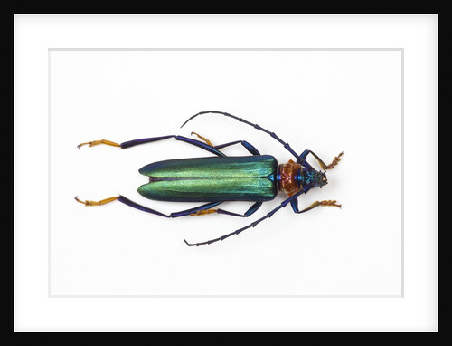 View from the top of long horned beetle Cerambycidae sp. by Anonymous