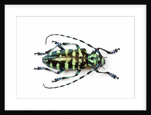Horned Beetle Male Anoplophora zonatrix macro views by Anonymous