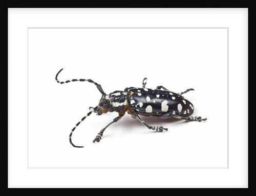 Side view of long horned beetle Threnetica lacrymans against white background by Anonymous
