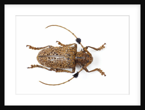 Long Horned Beetle Aristobia horridula by Anonymous