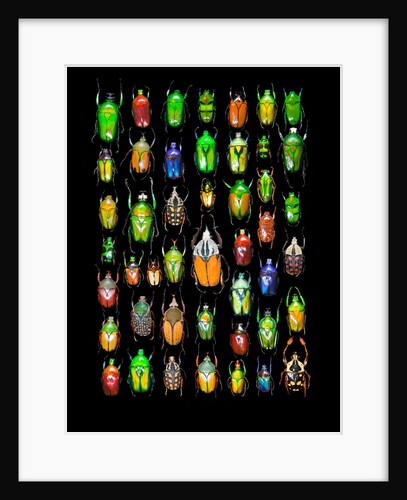 Beetle lay out on black back ground in multi colors and shapes by Anonymous