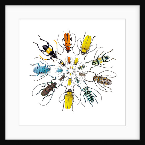 Long Horned Beetle in Circular pattern by Anonymous