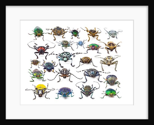 Long Horned beetles head on view by Anonymous