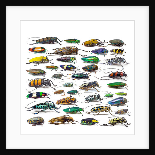 Long Horned beetles Side view by Anonymous