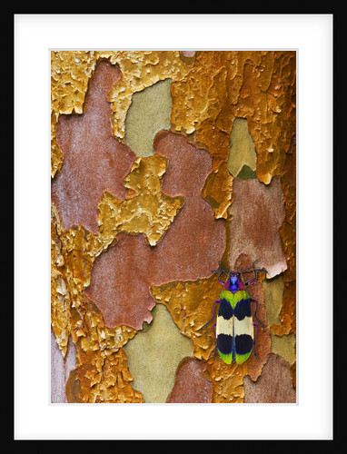 Jewel Beetle Chrysochroa corbetti on tree branch from Thailand by Anonymous