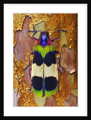 Jewel Beetle Chrysochroa corbetti on tree branch from Thailand by Anonymous