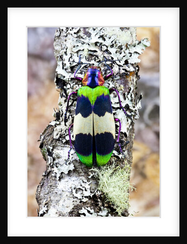 Jewel beetle Chrysochroa corbetti from Thailand on lichen covered branch by Anonymous