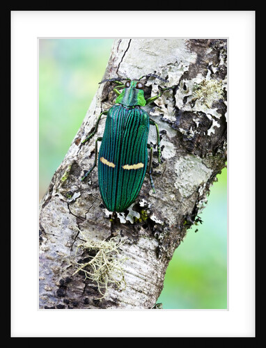 Catoxantha opulenta jewel beetle on lichen covered branch by Anonymous