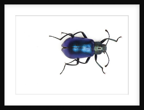 Long horned beetle Diastocera wallichi by Anonymous