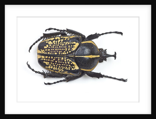 Male Fornasinius fornasini beetle by Anonymous
