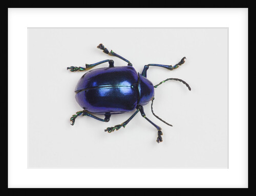 Long horned beetle Diastocera wallichi by Anonymous