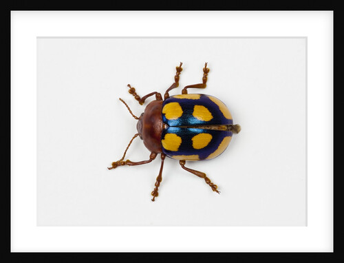 Long horned beetle Diastocera wallichi by Anonymous