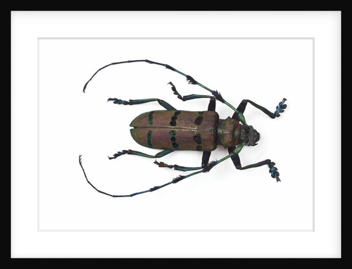 Long horned beetle Diastocera wallichi by Anonymous