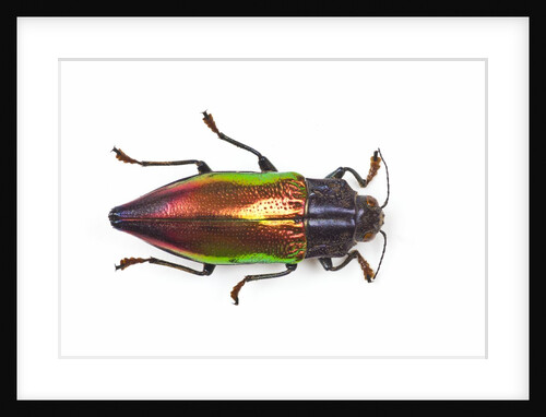 Chrysodema instabilis asian jewel beetle by Anonymous