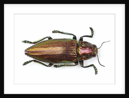 Chrysochroa fulminans nishiyanai view from above by Anonymous