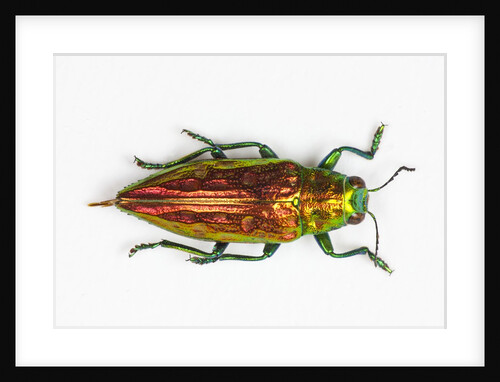 Chrysodema smaragdula overhead view of this jewel beetle by Anonymous