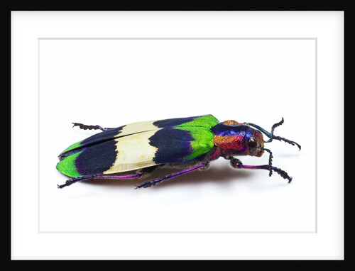 Side view of Jewel Beetle Chrysochroa corbetti from Thailand by Anonymous