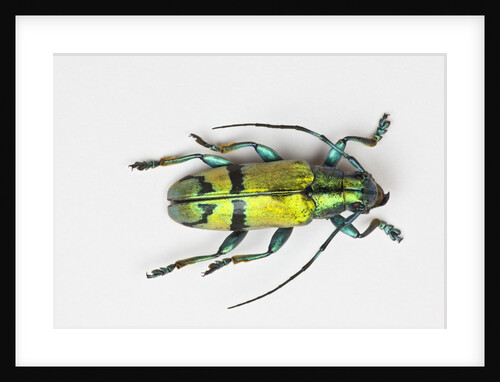 Colorful beetle Tmesisternus ssp - Sorong by Anonymous