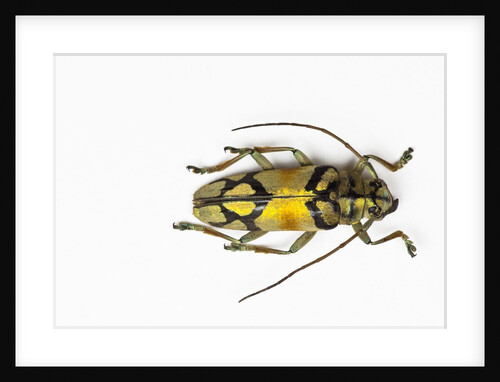 Colorful long horn beetle from Southeast Asia Tmesisternus rafaela by Anonymous