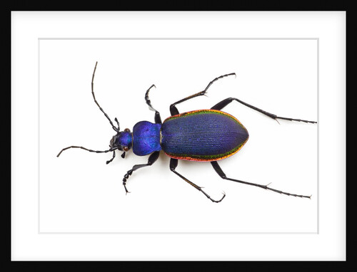 Blue beetle Tomocaabus caustomarginatus in the Carabidae family by Anonymous